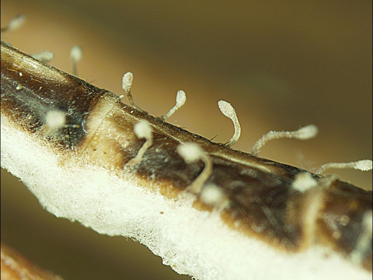 Ophiocordyceps floriformis
